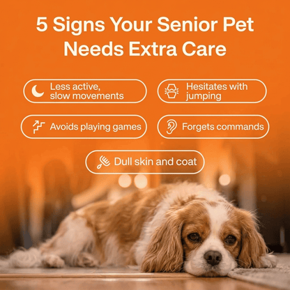 ForeverPet™ The Science-Backed Protocol to Boost Dog Health Span