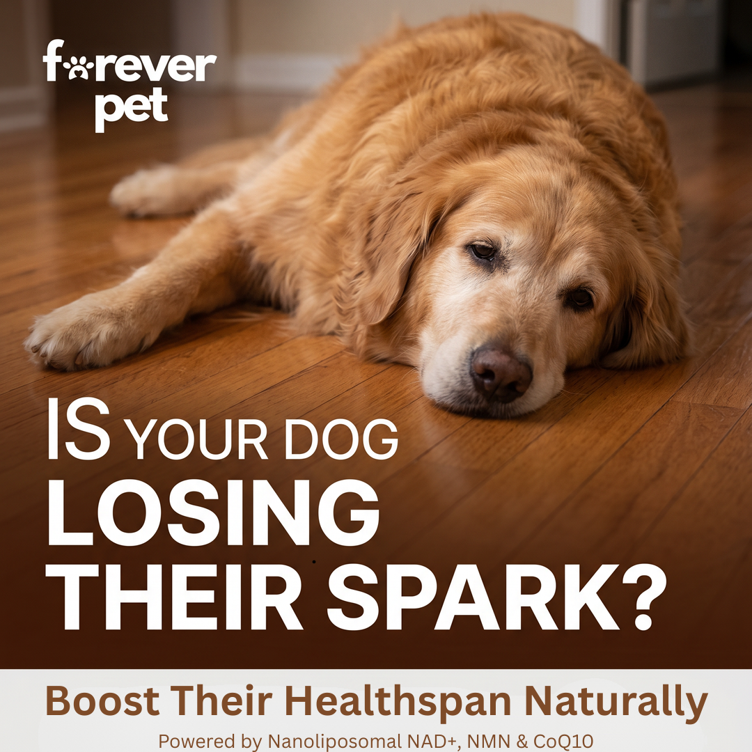 Science-Backed Nanoliposomal Dog Longevity Drops