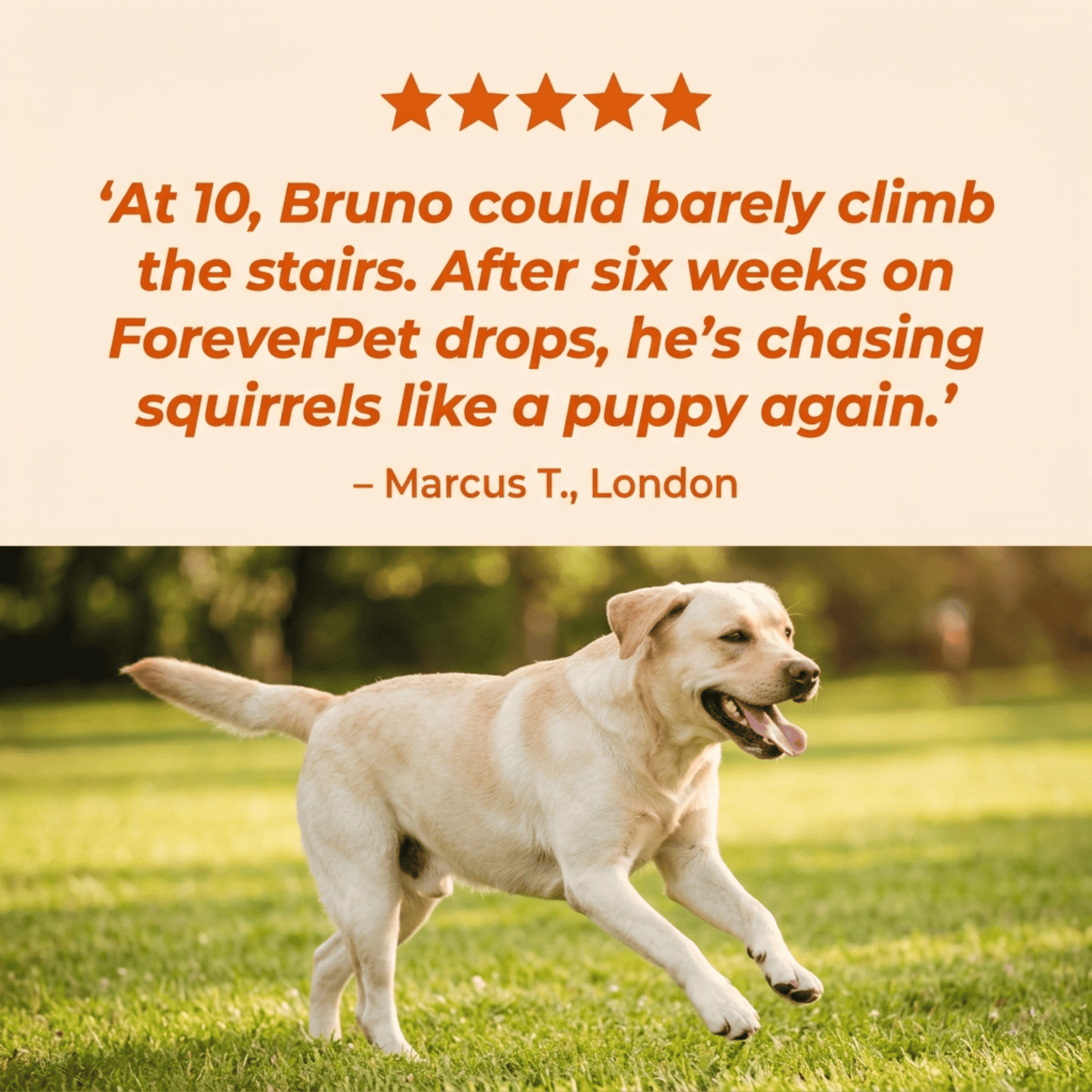 ForeverPet™ The Science-Backed Protocol to Boost Dog Health Span