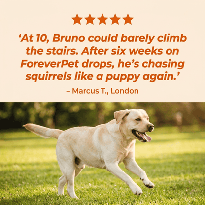 ForeverPet™ The Science-Backed Protocol to Boost Dog Health Span