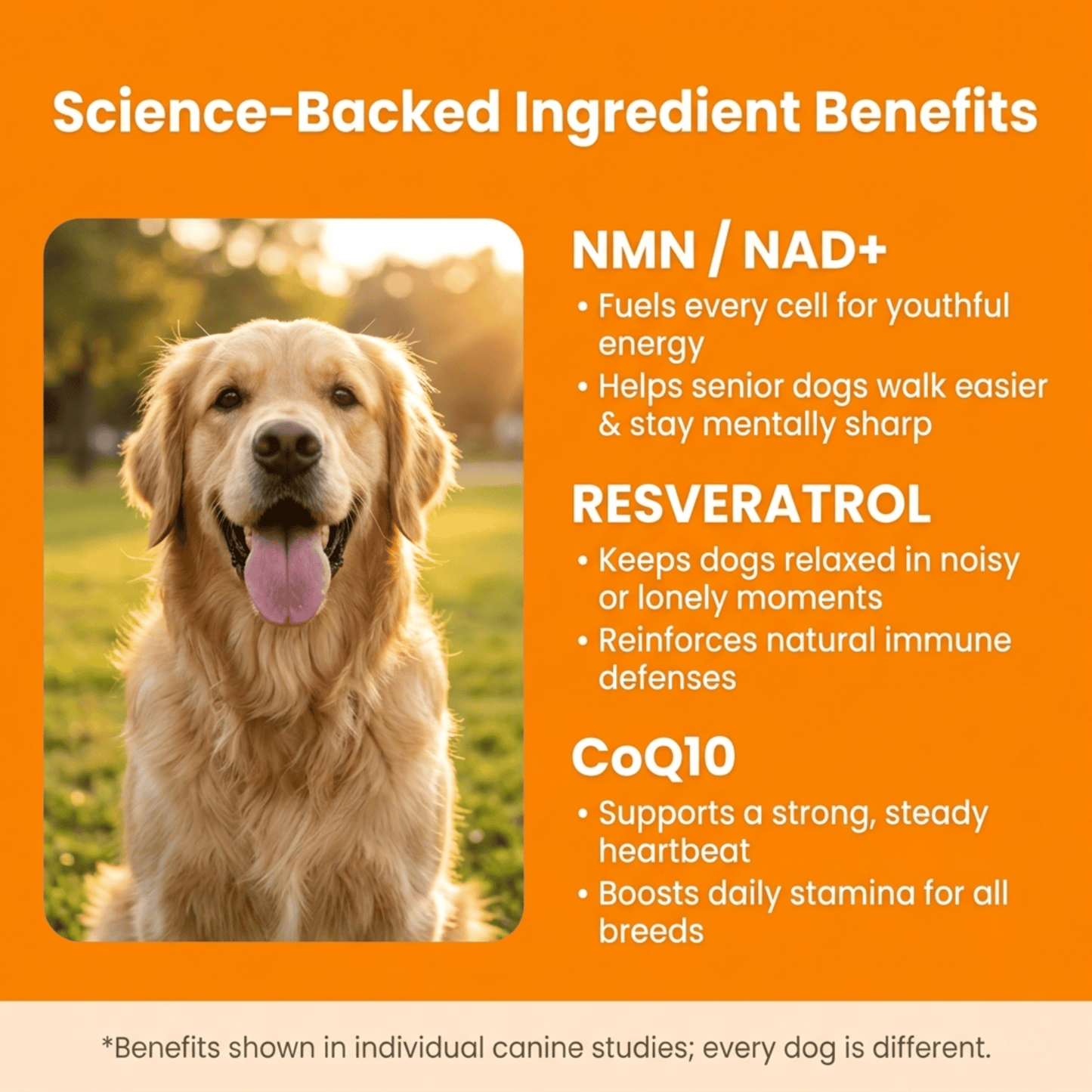 ForeverPet™ The Science-Backed Protocol to Boost Dog Health Span